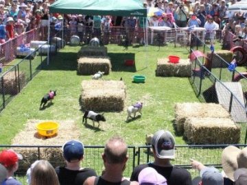 2017-deni-ute-muster-around-the-grounds-entertainment10 2017-deni-ute-muster-around-the-grounds-entertainment10