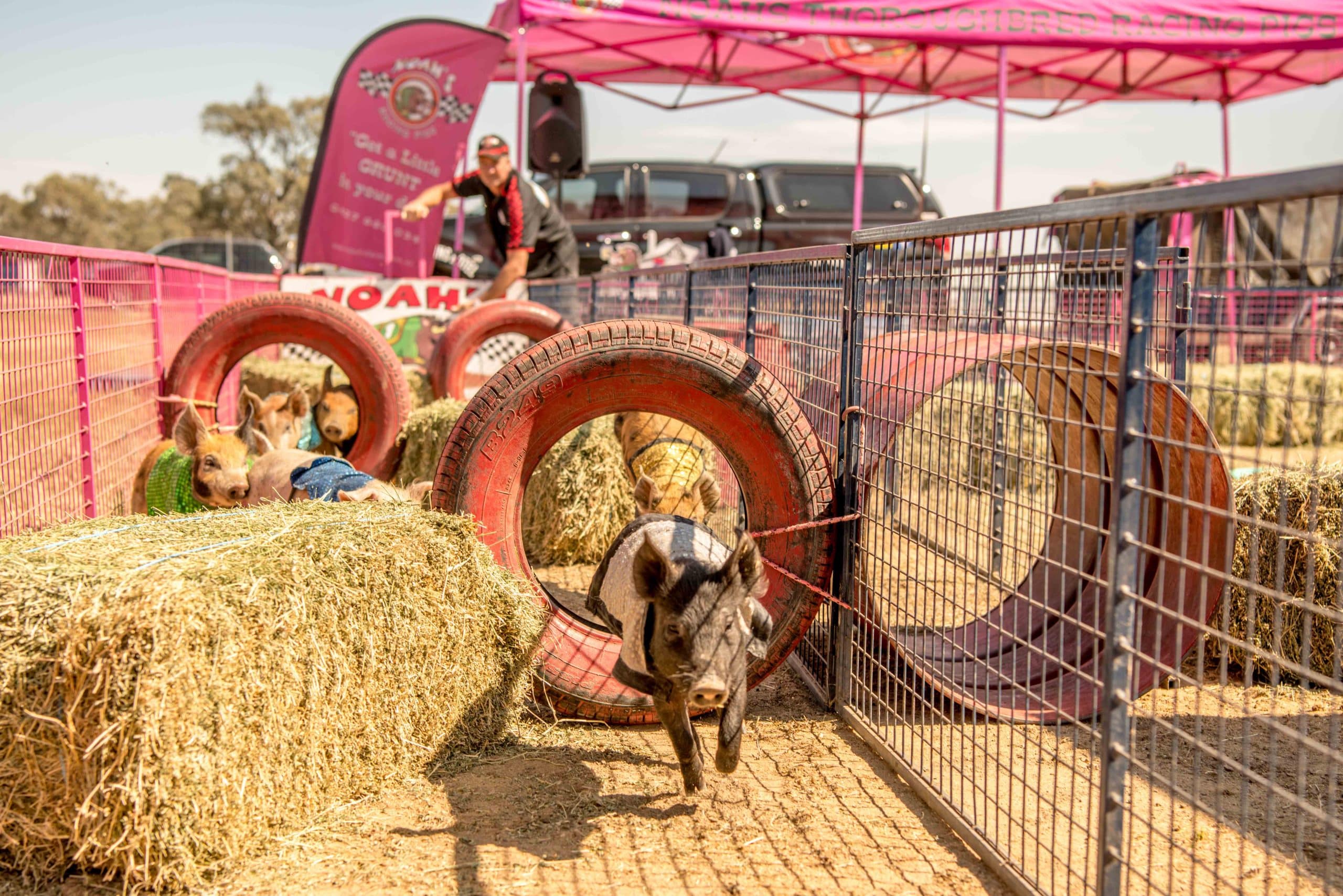 Pig Races