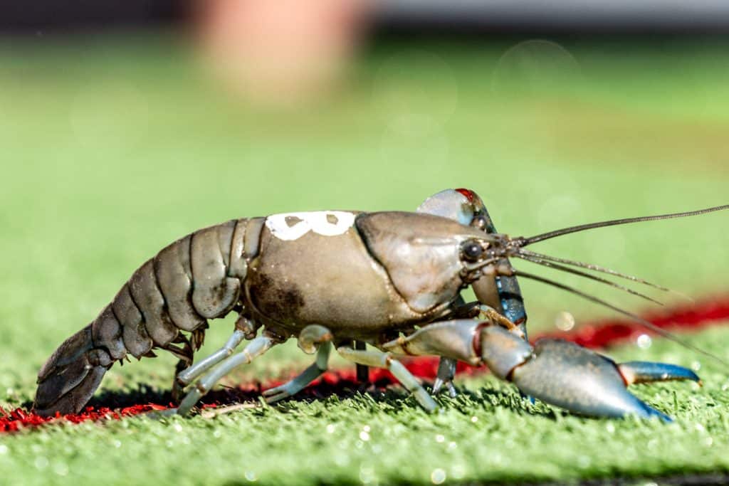 Yabby Races